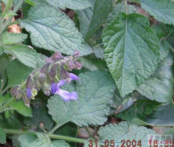 为唇形科植物丹参salvia miltiorrhiza bge.的根.