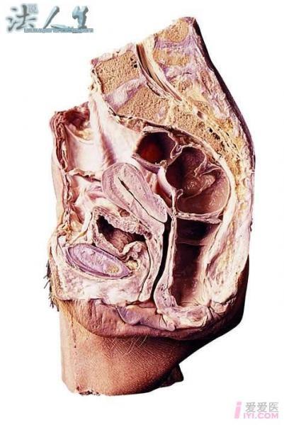 女性结构解剖图