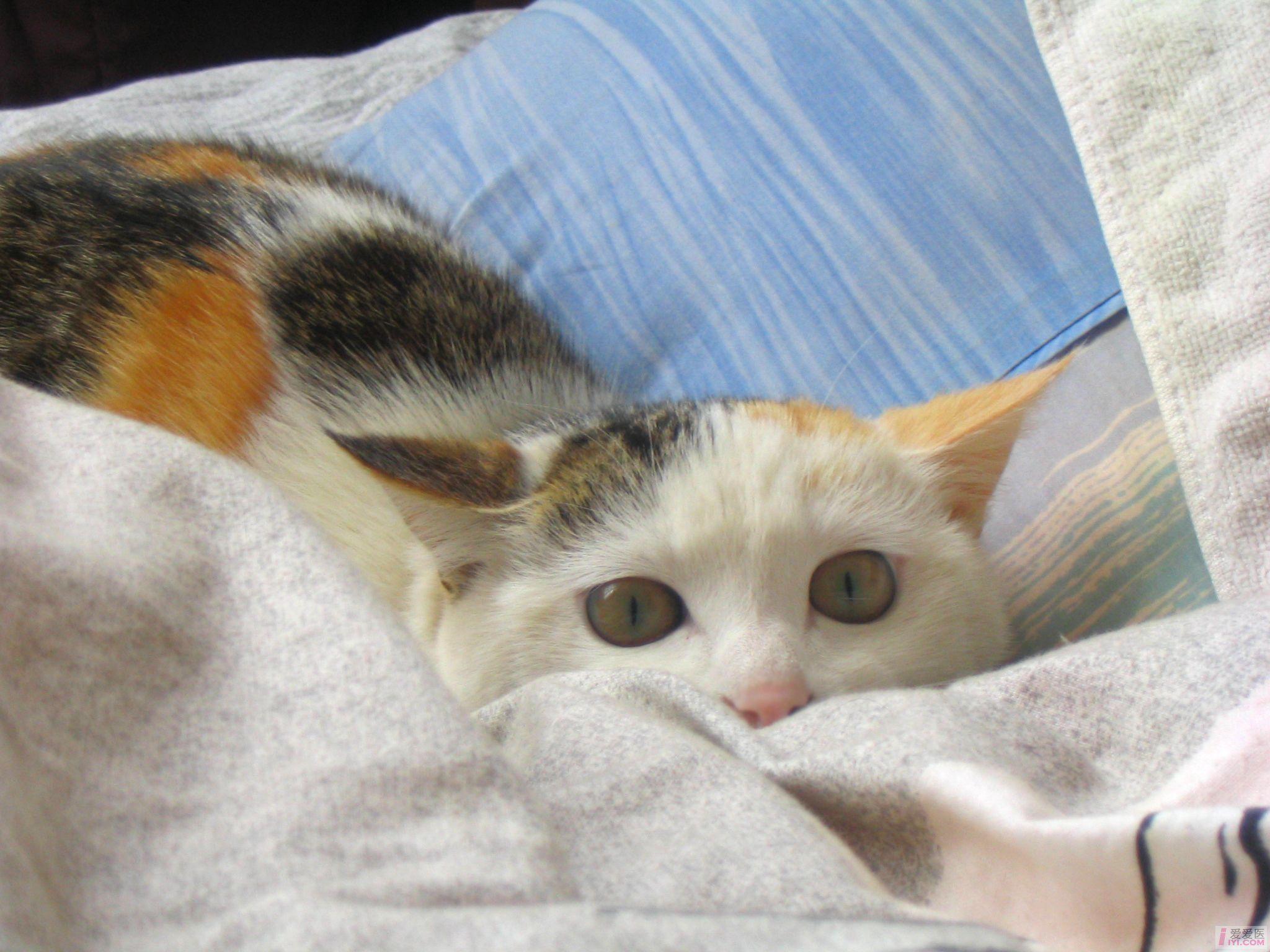 【原创】一只懒猫的照片