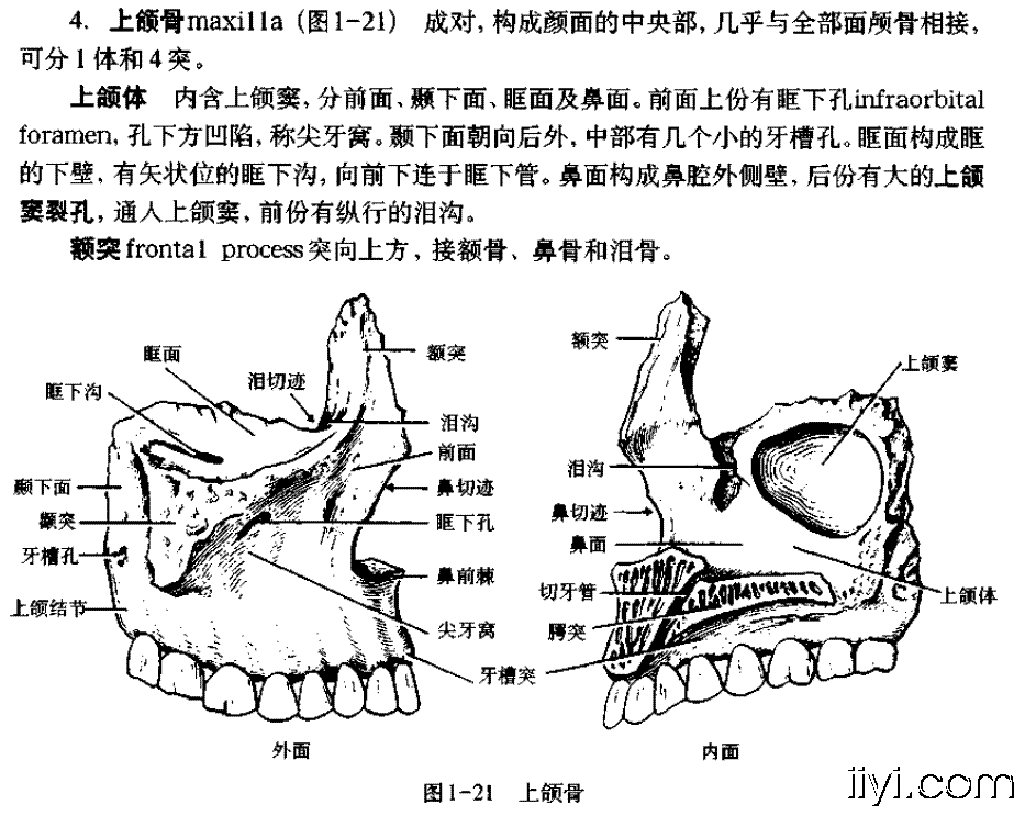 上颌结节解剖图图片
