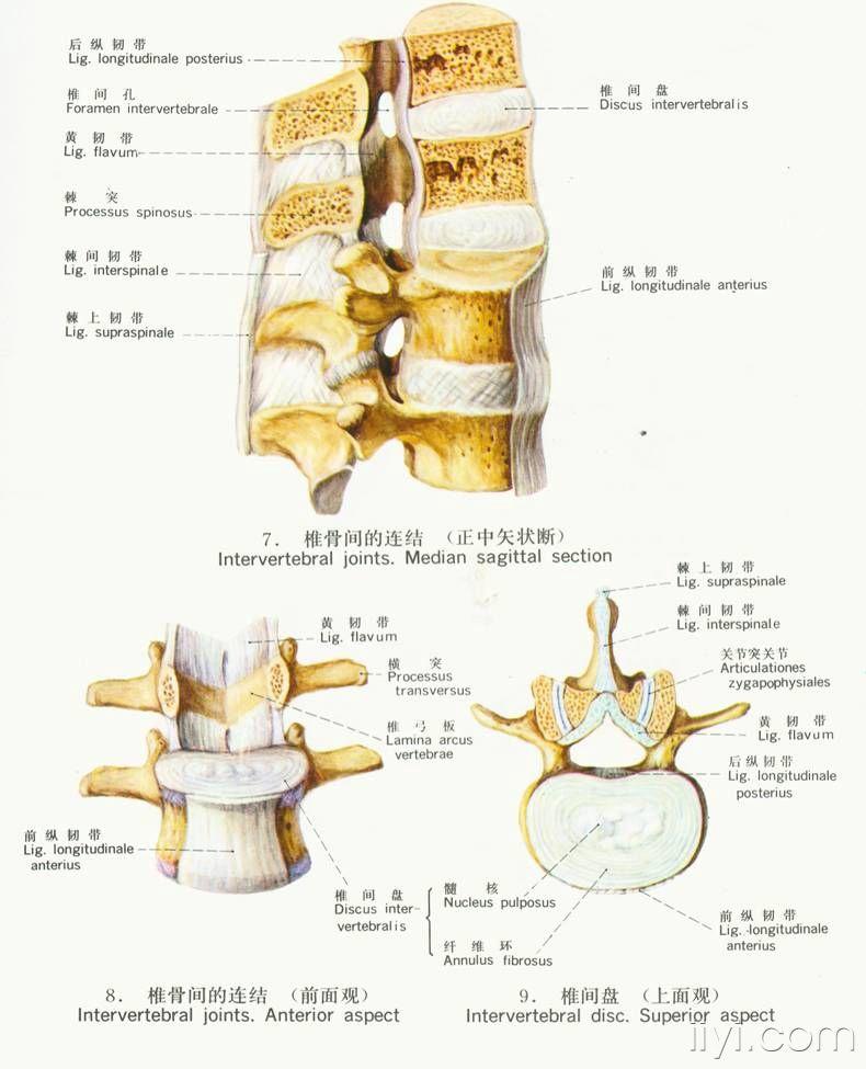 頸腰椎膝關節解剖圖片