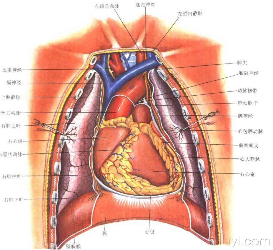 胸廓解剖结构图图片