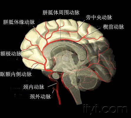 大脑前动脉.jpg