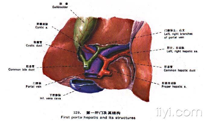 肝脏格林森鞘示意图图片