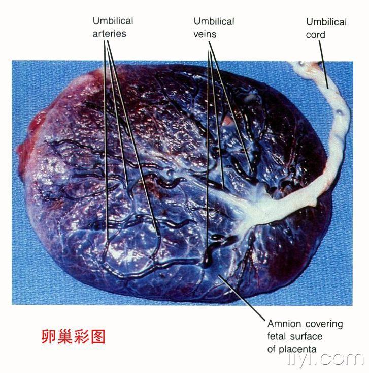 衣包胎盘图片图片