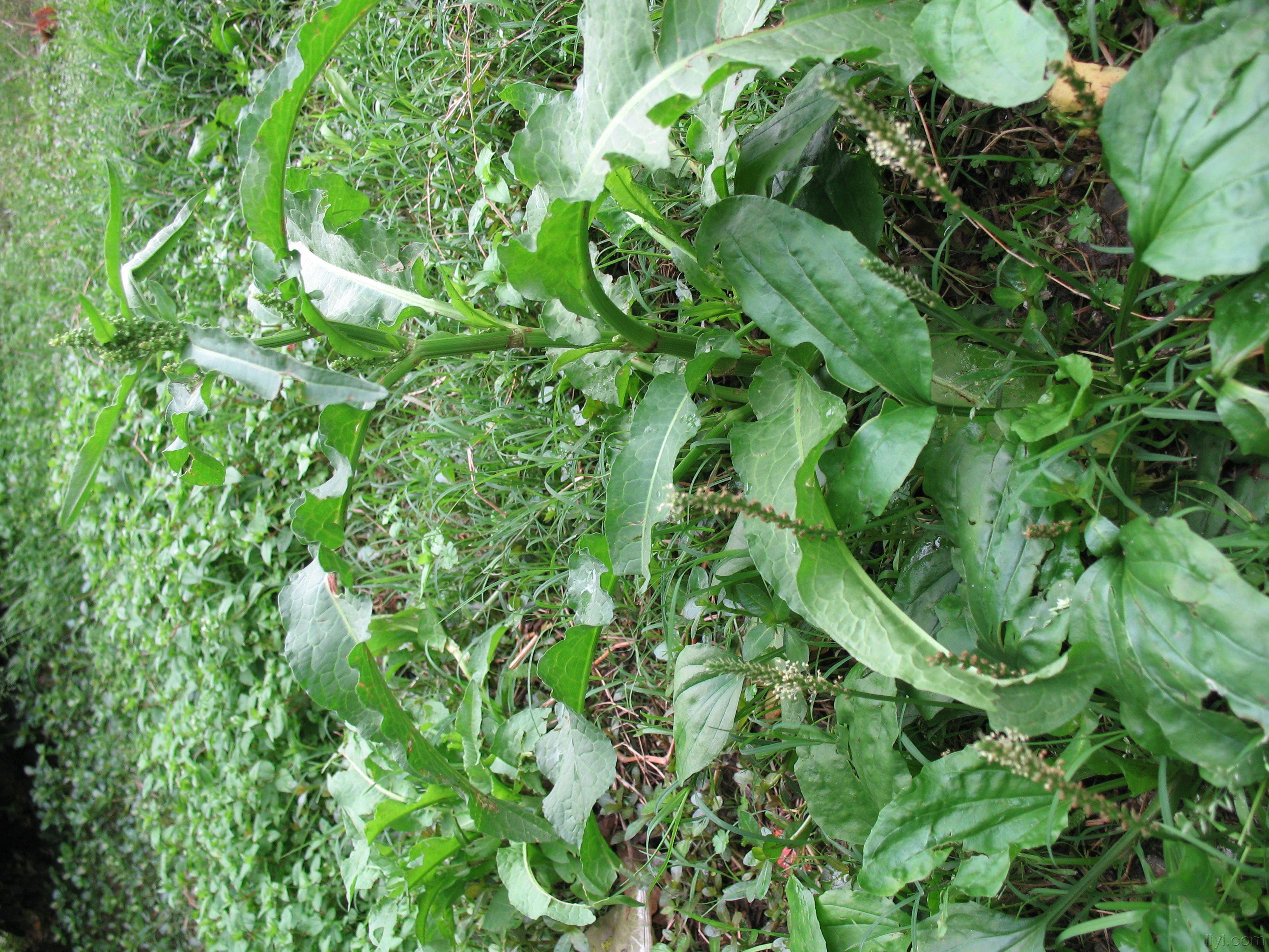 羊蹄根,野大黄 土大黄[药物 为植物蓼科皱叶酸模rumex crispus