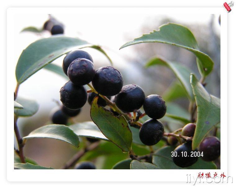 龙岩本地俗称"味些呀"学名"乌饭",秋季成熟,味甜,强烈推荐.