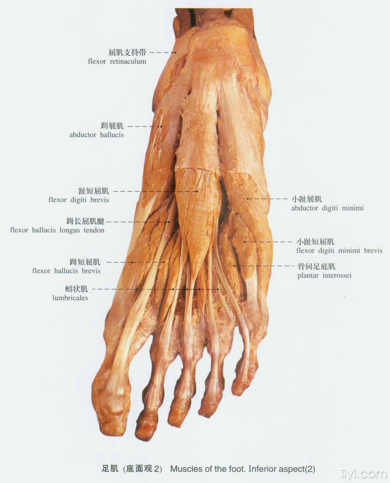 脚面肌肉分布图图片