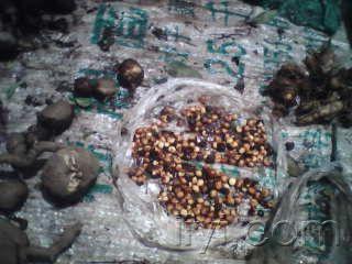 我用手机拍的地下明珠，有些不清楚