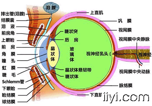 球结膜解剖图片