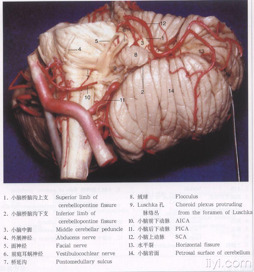 脑解剖图片 神经外科资源版 爱爱医医学论坛