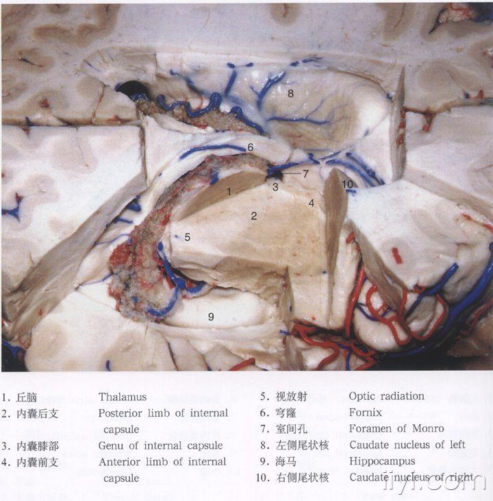 脉络膜裂解剖图片