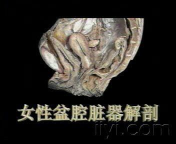 解剖——清晰显露输尿管,子宫位置关系 - 普外科讨论版 - 爱爱医医学