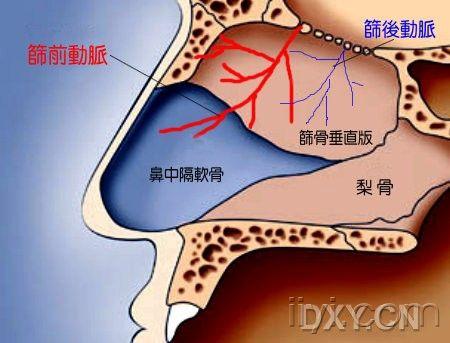 筛前动脉位置图片图片