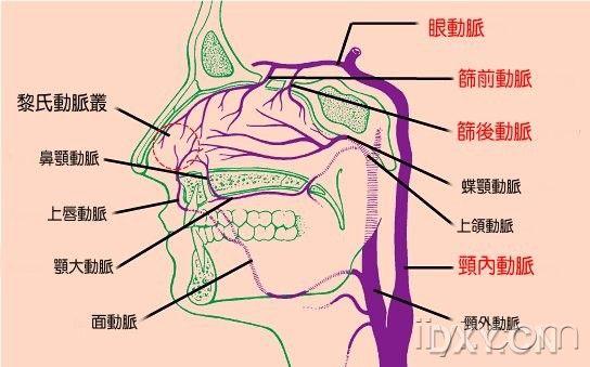 耳前动脉图片