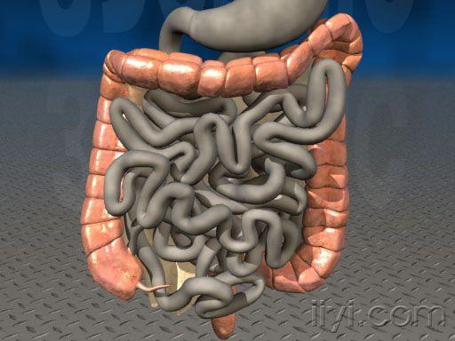 f201355_largeintestine1.jpg