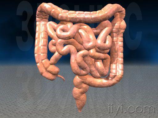 f201565_largeintestineperistalsis3.jpg