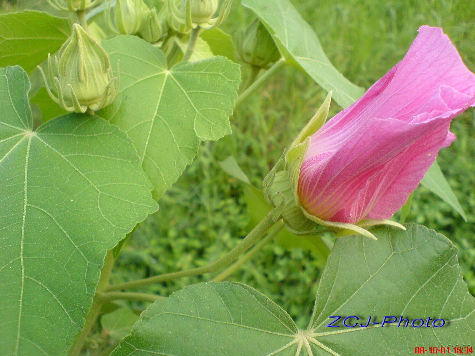 芙蓉花(摄于广东省.汕头市潮阳区)5.jpg