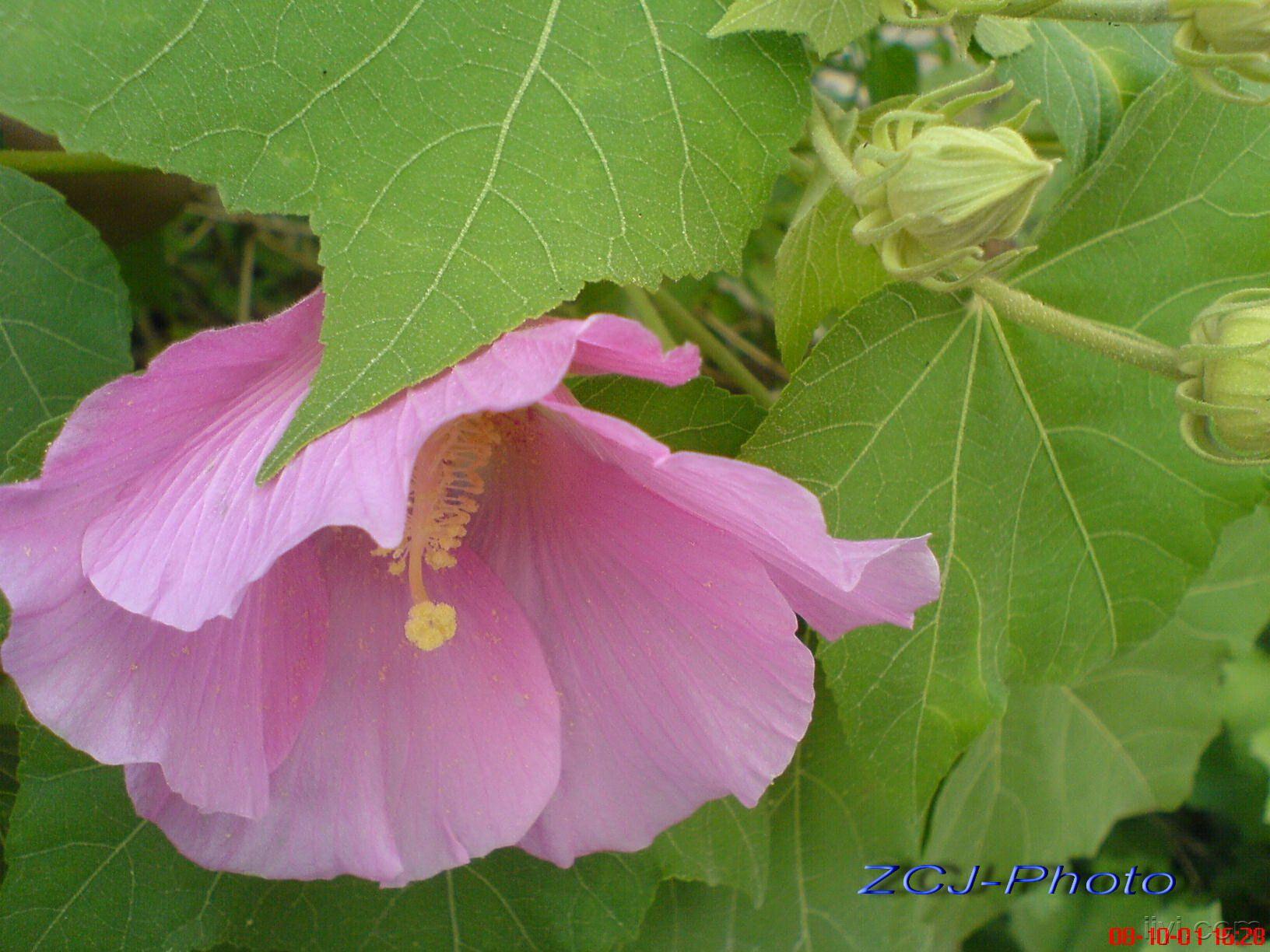 芙蓉花(摄于广东省.汕头市潮阳区)2.jpg