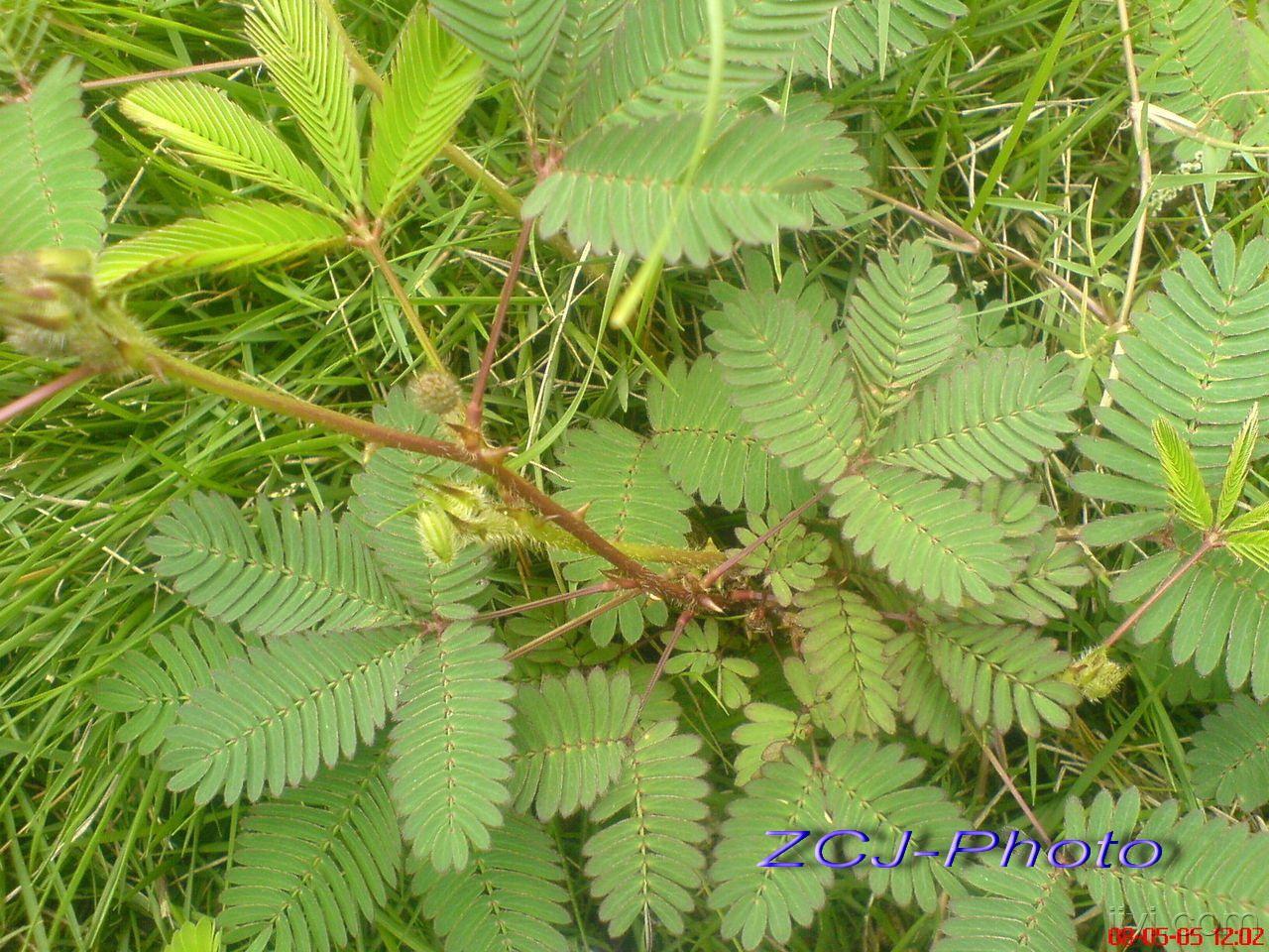 [原創]中藥原植物圖片欣賞(2)更新中.