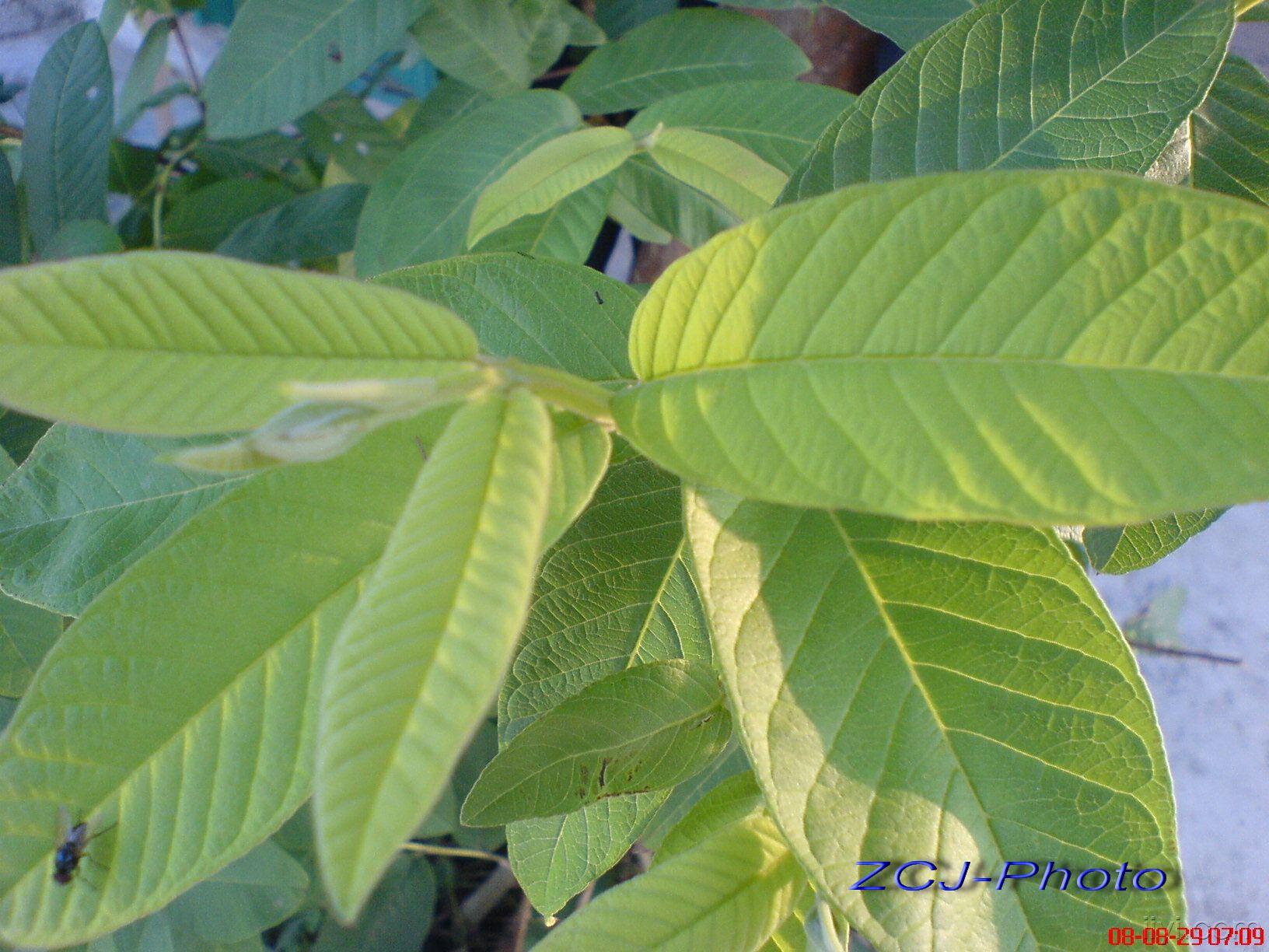 番石榴叶(摄于广东省.汕头市潮阳区).jpg