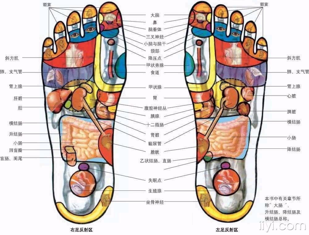 女性脚底对应的器官图