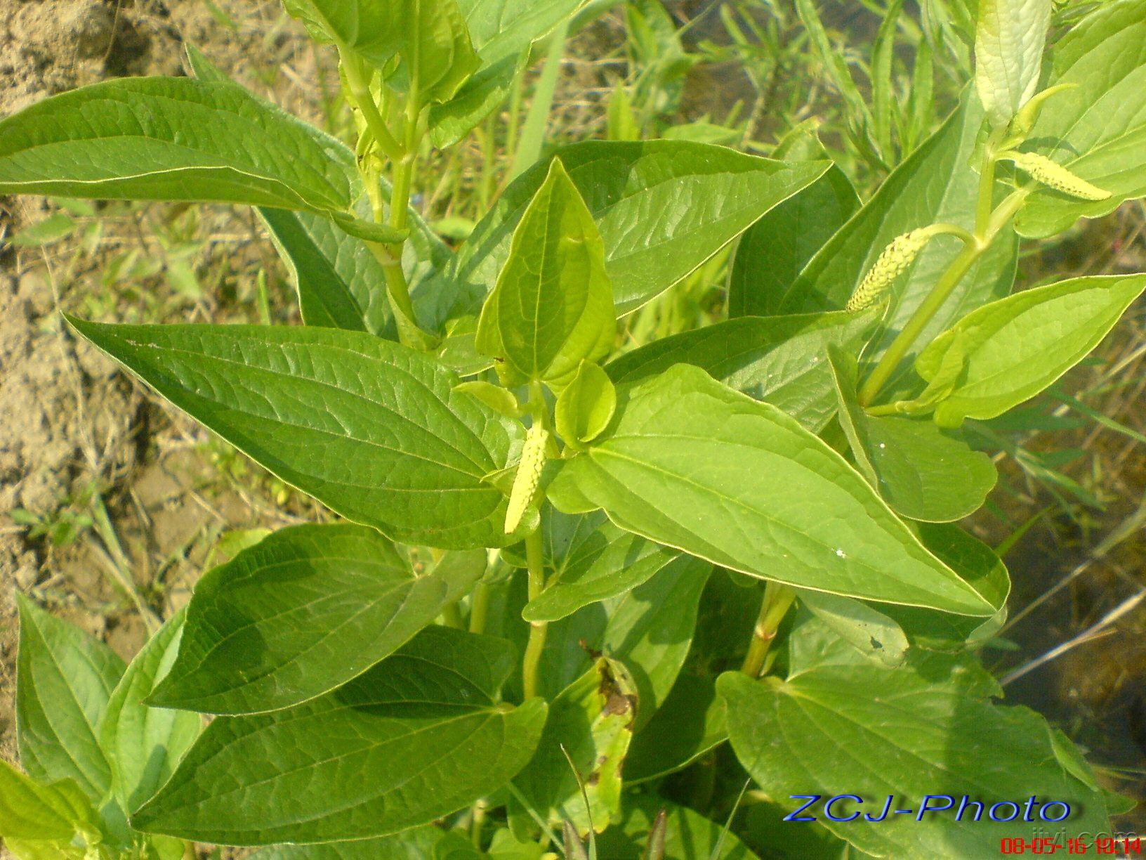 [原創]中藥原植物圖片欣賞(2)更新中.