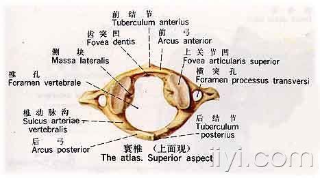 寰椎2jpg