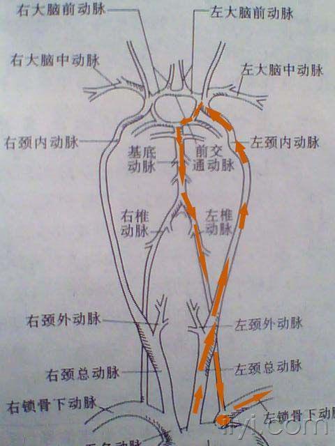 锁骨下动脉 解剖图图片