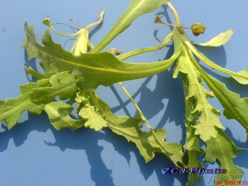 罂粟草鲜药材 (2).jpg