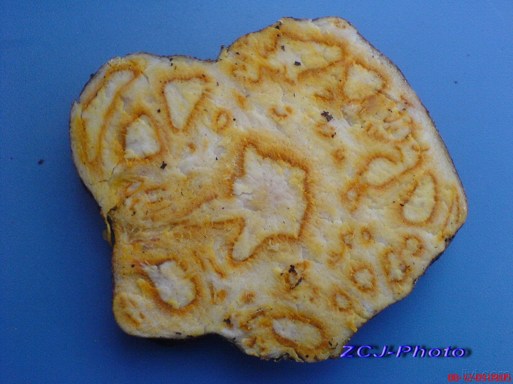 野生何首乌鲜药材横切图片原创