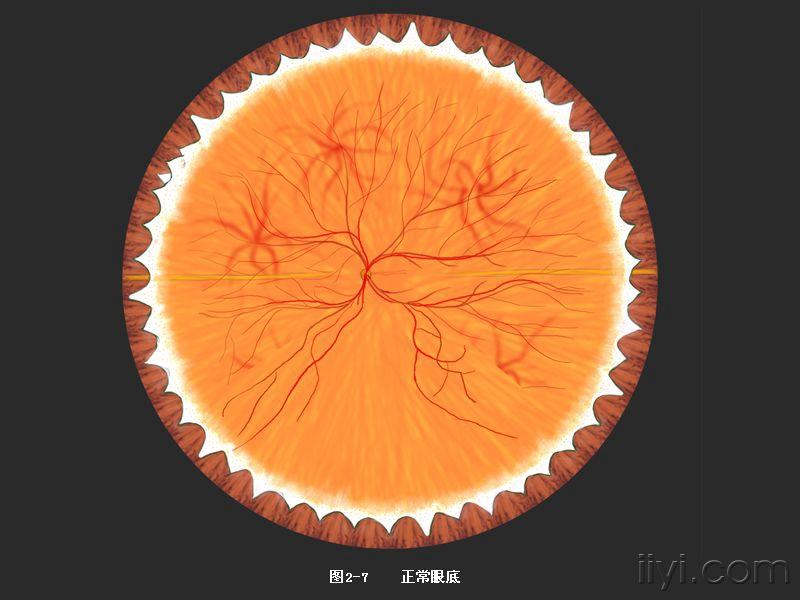 眼科第七版高等教材图谱