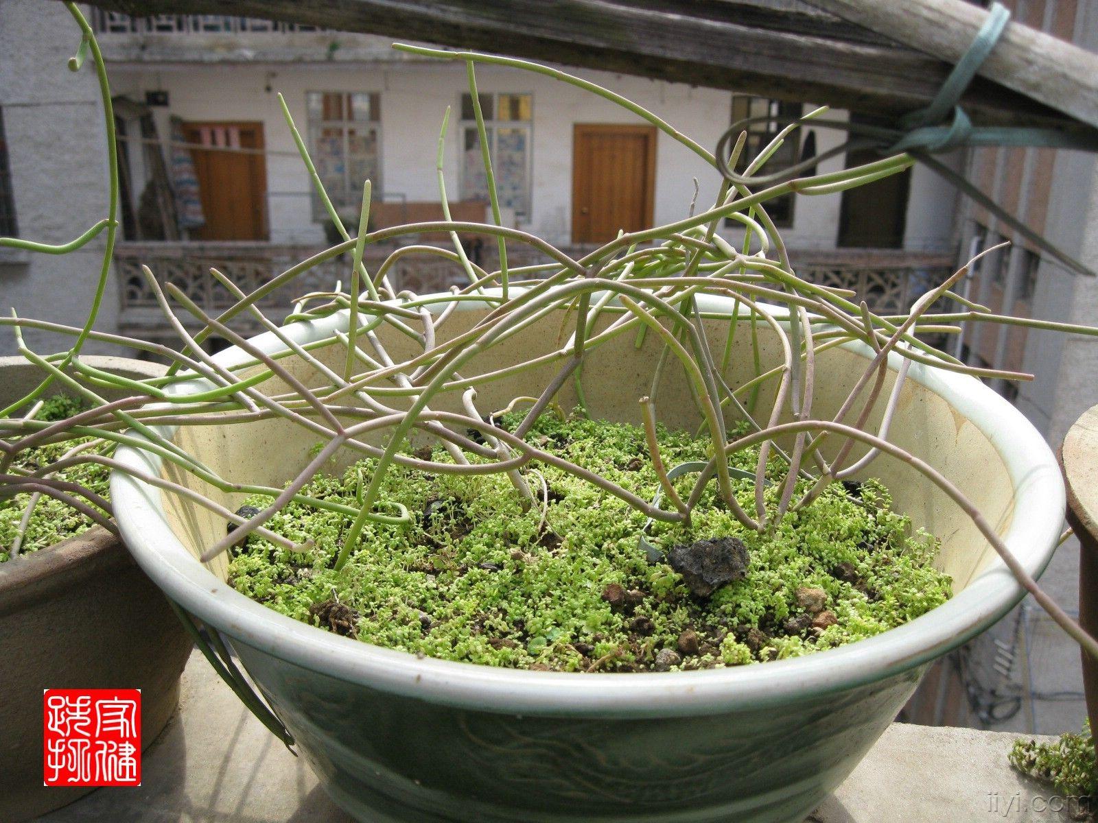 有谁知这是什么药?pp