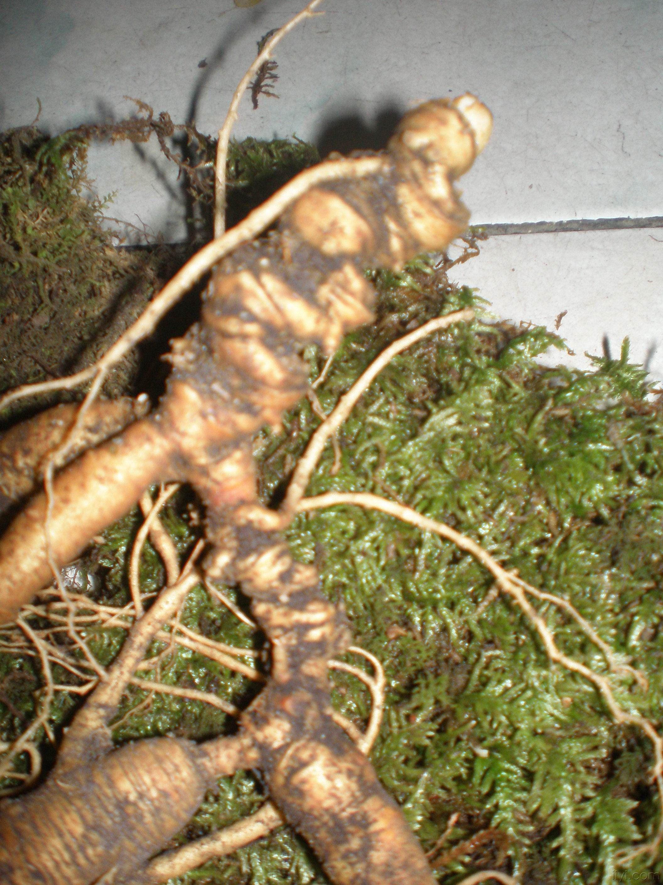 人参趴货常用来伪充野山参