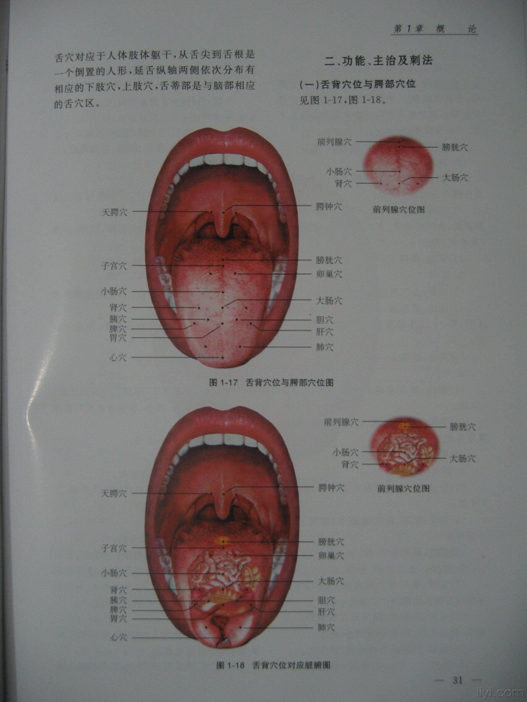 舌头的介绍图片大全图片