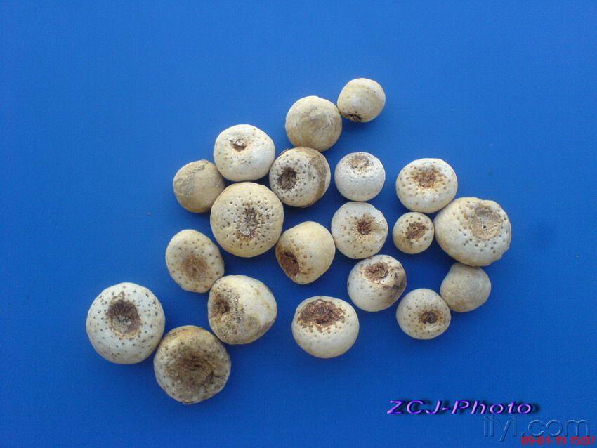 毒麻药材饮片图片欣赏[原创中药图片]