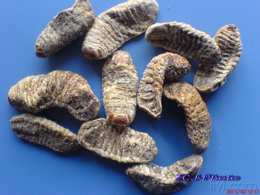 动物药材饮片图片欣赏[原创中药图片]