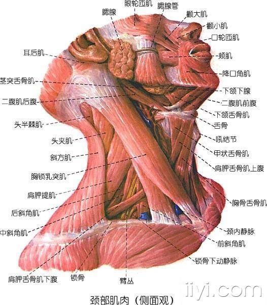 女士颈部结构图图片