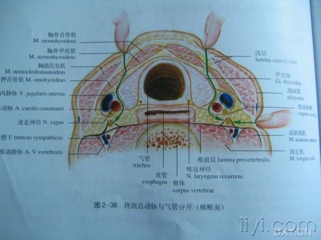 星状神经节阻滞的临床操作