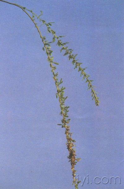 g.don]各地别名:千里光(潮汕),鱼鳅草,乌蝇翅