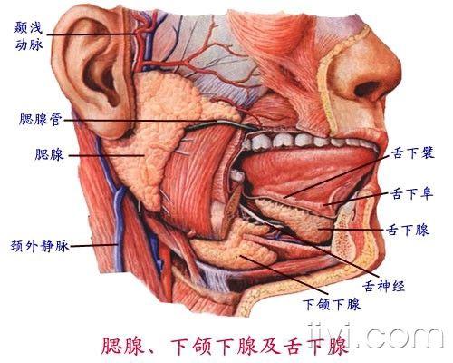 颌下腺的位置 真人图片