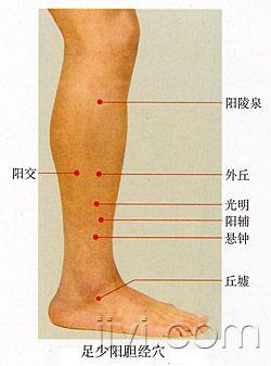小腿上的经络图图片