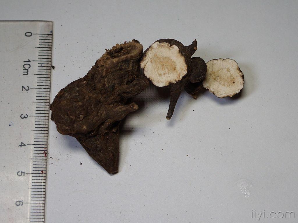 生川乌生草乌鉴别