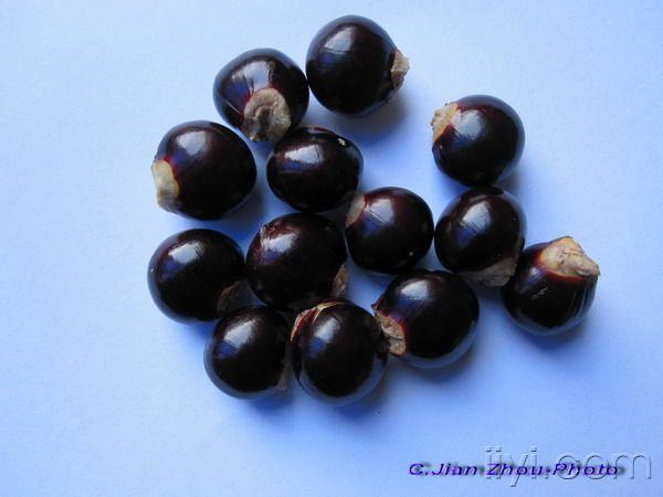 果实类中药图片欣赏