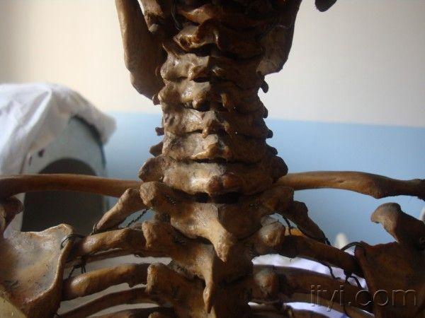 原创喜迎爱爱医重新开张分享真实骨骼解剖图片