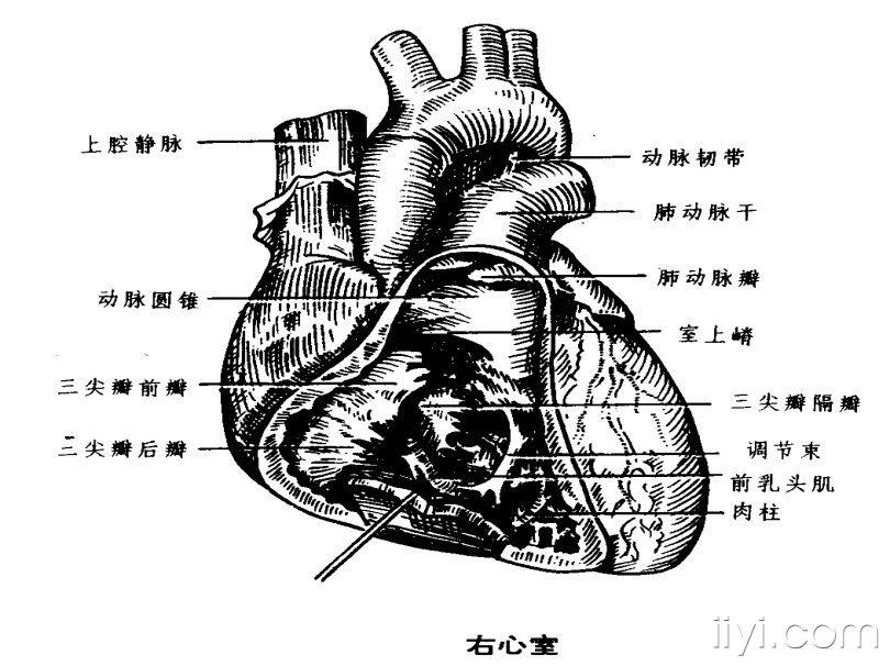 心脏前壁侧壁下壁图片