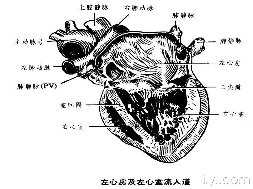 心臟解剖概要