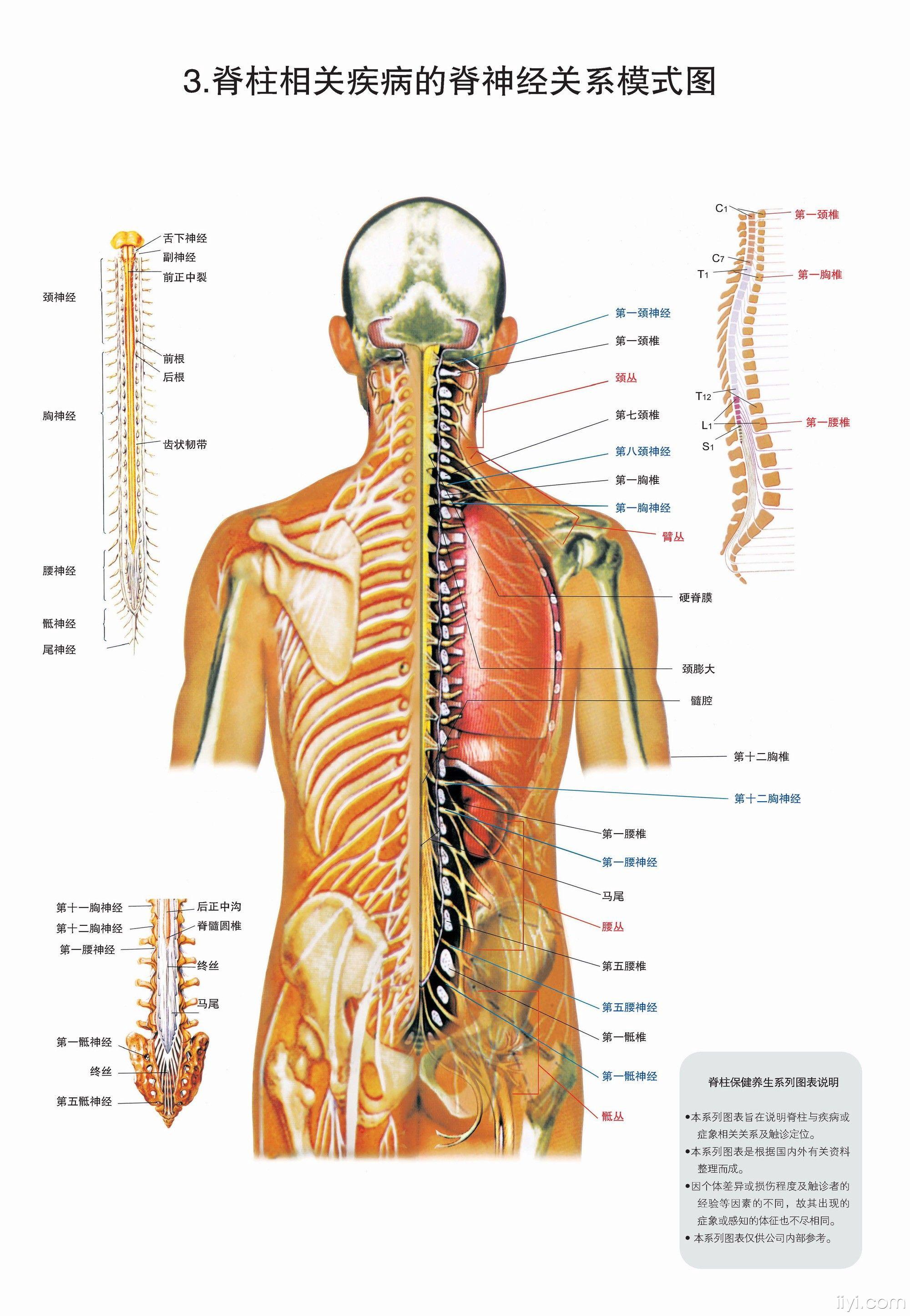 脊椎图解高清特大图图片