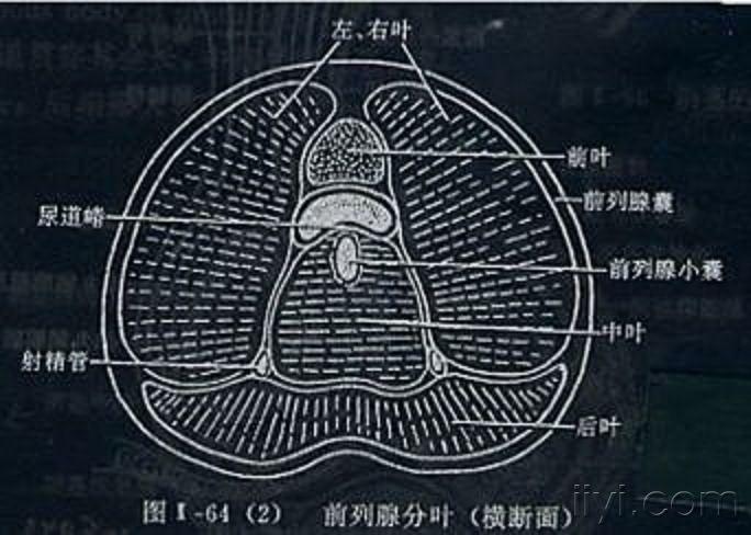 前列腺分叶jpg