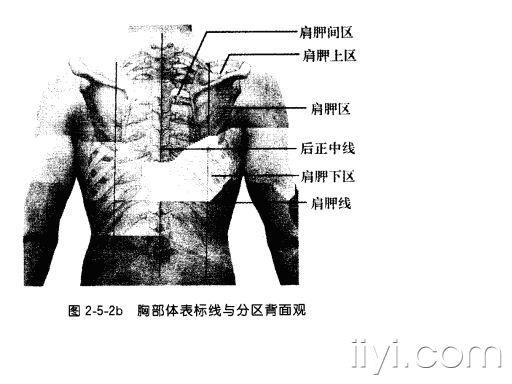 肩胛线的定位图片